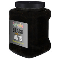 Bulk Edible Ants